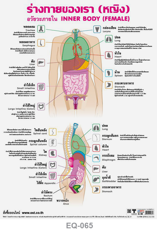 โปสเตอร์กระดาษ อวัยวะในร่างกาย (หญิง) #EQ-065 แผ่นภาพโปสเตอร์สื่อการเรียนรู้ ประกอบการศึกษา
